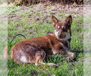 Siberian Husky-Unknown Mix Dogs for adoption in Omaha, NE, USA