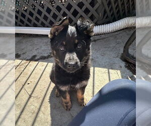 Mutt Dogs for adoption in Brooklyn Center, MN, USA