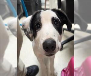 Border Collie-Unknown Mix Dogs for adoption in Plano, TX, USA