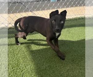 Siberian Husky-Unknown Mix Dogs for adoption in Texas City, TX, USA