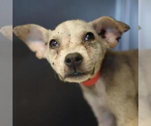 Mutt Dogs for adoption in San Antonio, TX, USA