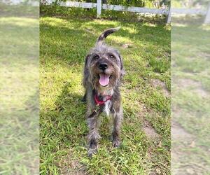 Miniature Schnauzer-Unknown Mix Dogs for adoption in Dedham, MA, USA