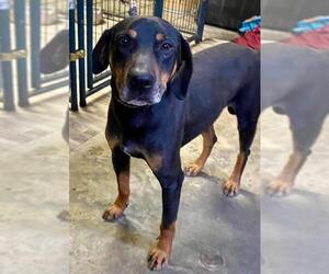 Black and Tan Coonhound-Doberman Pinscher Mix Dogs for adoption in Crossville, TN, USA