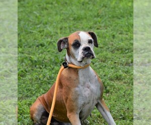 Boxer Dogs for adoption in Abbeville, LA, USA