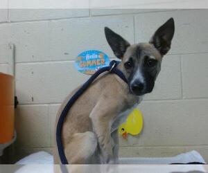 Mutt Dogs for adoption in Downey, CA, USA