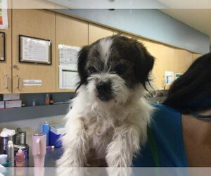 Brussels Griffon-Unknown Mix Dogs for adoption in Riverside, CA, USA