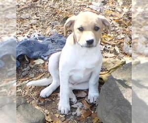 Labrador Retriever Dogs for adoption in Benton, AR, USA