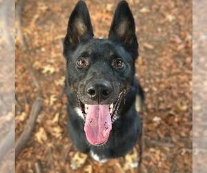German Shepherd Dog-Unknown Mix Dogs for adoption in Petaluma, CA, USA