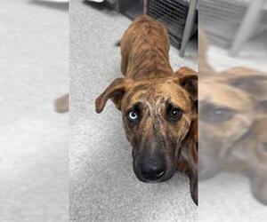 Labrador Retriever-Unknown Mix Dogs for adoption in Pasadena, TX, USA