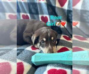 Alaskan Malamute Dogs for adoption in Aurora, IN, USA