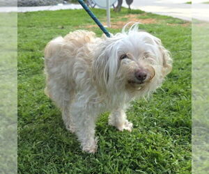 Maltese Dogs for adoption in Long Beach, CA, USA
