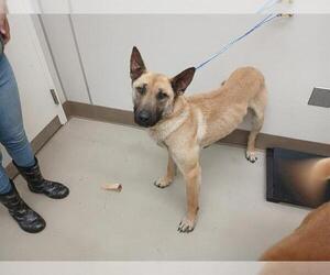 Anatolian Shepherd-Unknown Mix Dogs for adoption in McKinleyville, CA, USA