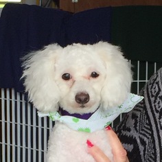 Poodle (Toy)-Unknown Mix Dogs for adoption in Placentia, CA, USA