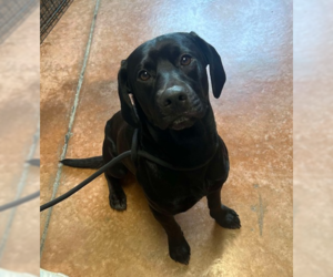 Labrador Retriever-Unknown Mix Dogs for adoption in Bolivar, MO, USA