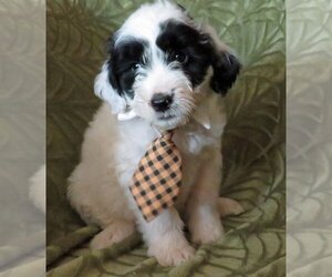 Portuguese Water Dog Dogs for adoption in Grovertown, IN, USA