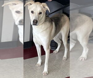 German Shepherd Dog-Huskies Mix Dogs for adoption in Plano, TX, USA