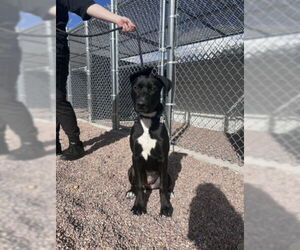 Labrador Retriever-Unknown Mix Dogs for adoption in Fort Collins, CO, USA