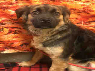 German Shepherd Dog-Unknown Mix Dogs for adoption in Forestville, MD, USA