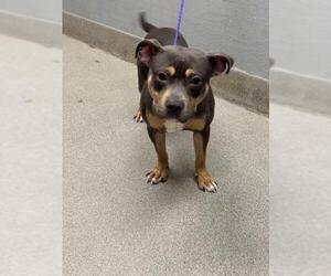 Bulldog-Unknown Mix Dogs for adoption in Las Vegas, NV, USA