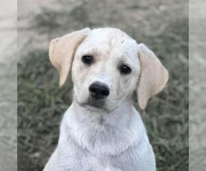 Labrador Retriever-Unknown Mix Dogs for adoption in Yardley, PA, USA