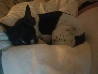 Jack-Rat Terrier Dogs for adoption in Belleville, MI, USA