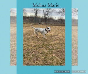 Mutt Dogs for adoption in Kewanee, IL, USA