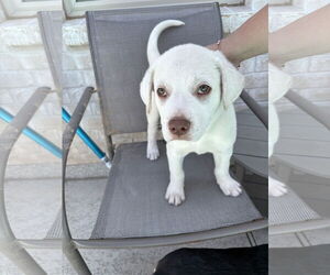 Labrador Retriever-Unknown Mix Dogs for adoption in The Woodlands, TX, USA