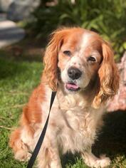 Cocker Spaniel Dogs for adoption in Lake Forest, CA, USA