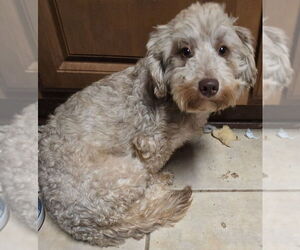 Shih-Poo Dogs for adoption in San Antonio, TX, USA