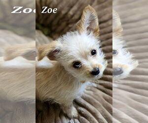 Maltipom Dogs for adoption in Santa Clarita, CA, USA