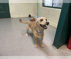 Dachshund-Unknown Mix Dogs for adoption in Pasadena, CA, USA