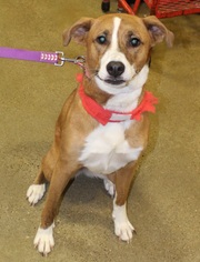 Boxador Dogs for adoption in Cincinnati, OH, USA