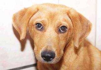 Golden Retriever Dogs for adoption in Rossville, TN, USA