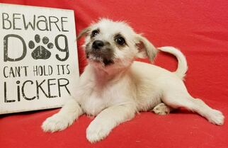 Medium Photo #1 Chussel Puppy For Sale in Modesto, CA, USA