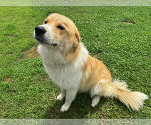 Small Great Pyrenees Mix