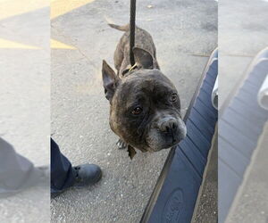 French Bulldog-Unknown Mix Dogs for adoption in Stockton, CA, USA