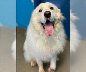 Great Pyrenees Dogs for adoption in Rocky Mount, VA, USA