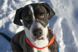 Great Dane Dogs for adoption in Denver, CO, USA