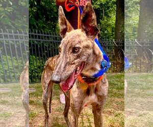Greyhound Dogs for adoption in Cherry Hill, NJ, USA