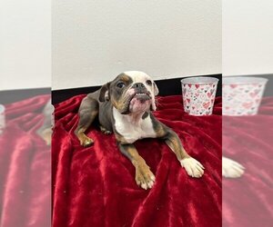 Bulldog Dogs for adoption in Henderson, NV, USA