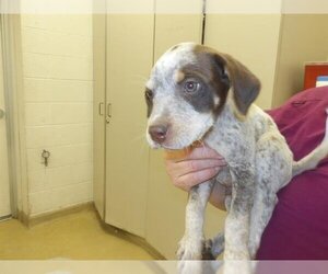 Catahoula Leopard Dog-Unknown Mix Dogs for adoption in Santa Rosa, CA, USA