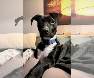 Mutt Dogs for adoption in MECHANICSBURG, PA, USA