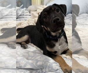 Beagle-Unknown Mix Dogs for adoption in Royal Palm Beach, FL, USA