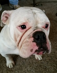 Bulldog Dogs for adoption in REDDING, CA, USA