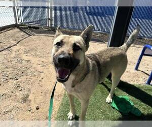 German Shepherd Dog-Unknown Mix Dogs for adoption in HESPERIA, CA, USA