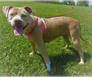 American Pit Bull Terrier Dogs for adoption in Centerton, AR, USA