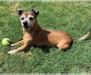 Chihuahua Dogs for adoption in Plano, TX, USA