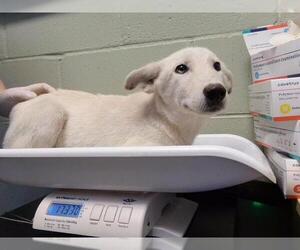 Siberian Husky-Unknown Mix Dogs for adoption in Tulsa, OK, USA