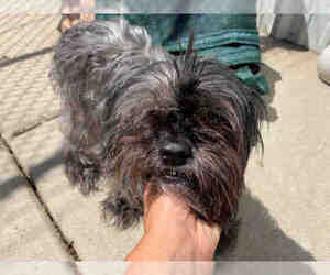 Brussels Griffon Dogs for adoption in Brighton, CO, USA