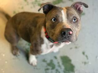 Staffordshire Bull Terrier Dogs for adoption in Phoenix , AZ, USA